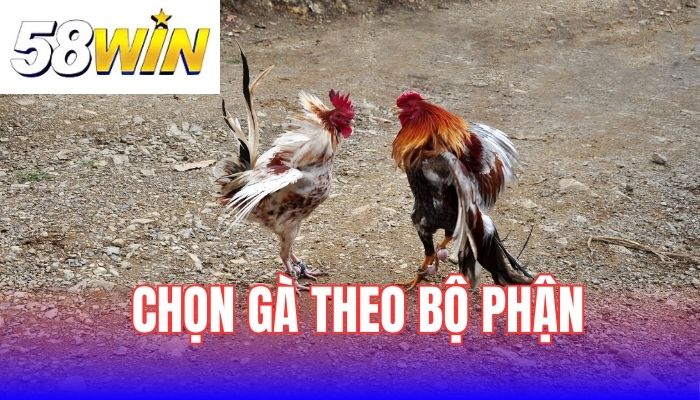 Chọn gà theo từng bộ phận