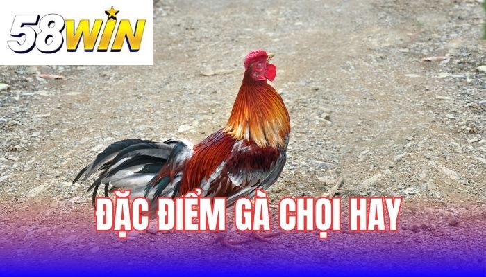 Nhận biết đặc điểm của gà chọi hay